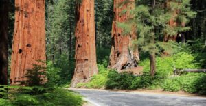 Parque Nacional de Sequoia, California
